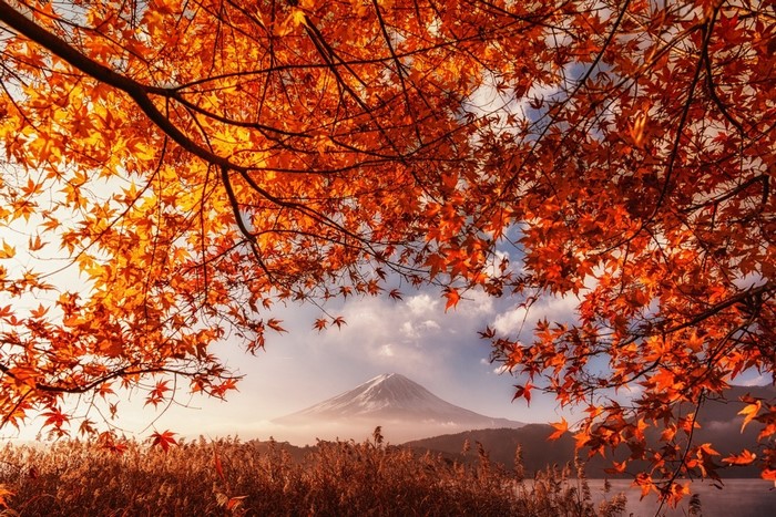 Mount Fuji in Autumn with Orange Maple Leaves