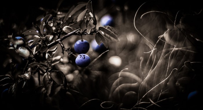 Close-up of blue berries on a dark branch