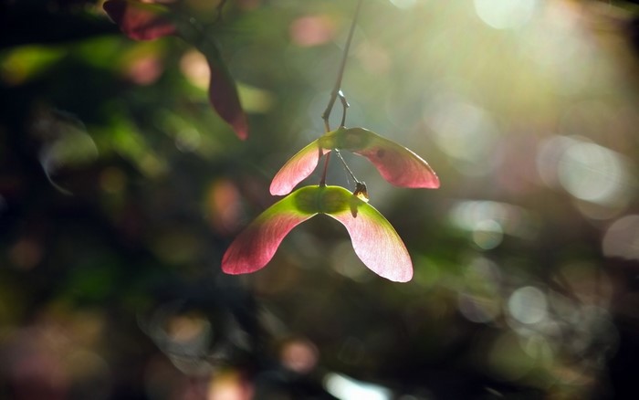 Sunlight on red and green maple seeds