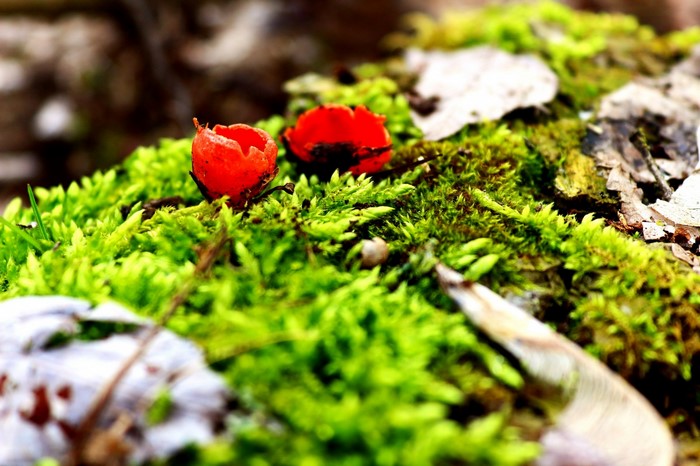 Two red cup fungi on mossy log
