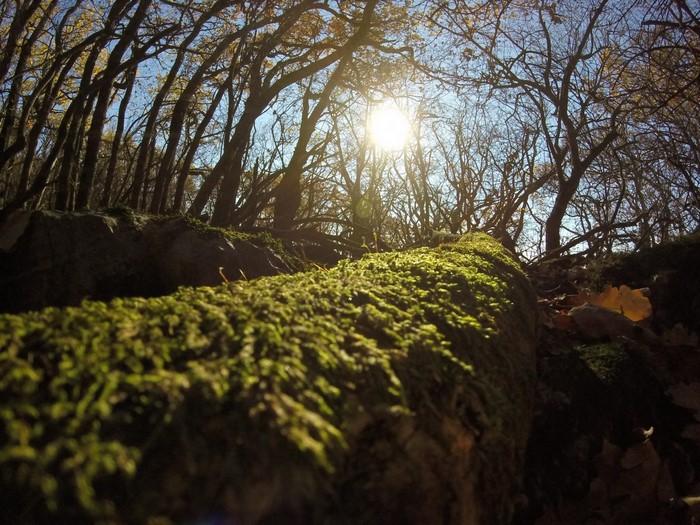 Mossy log in a sunlit forest during autumn