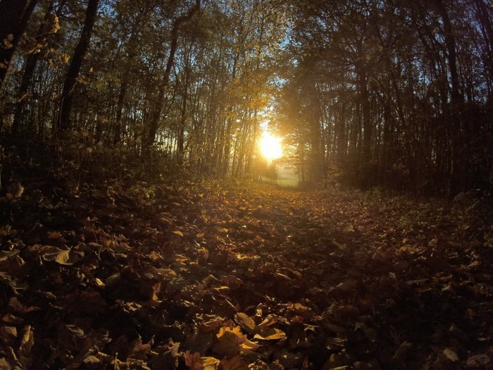 Sunlight filtering through a forest during autumn