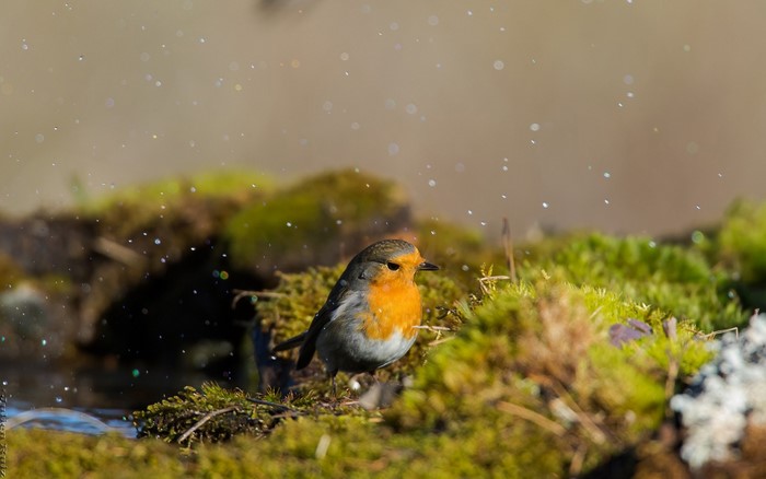 European Robin perched on mossy ground with water droplets