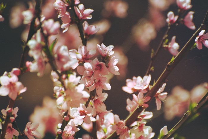Pink cherry blossoms on branches