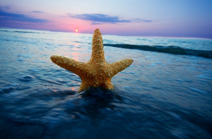 Starfish in the ocean at sunset
