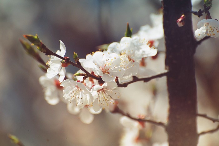 Close up of white cherry blossoms on a branch
