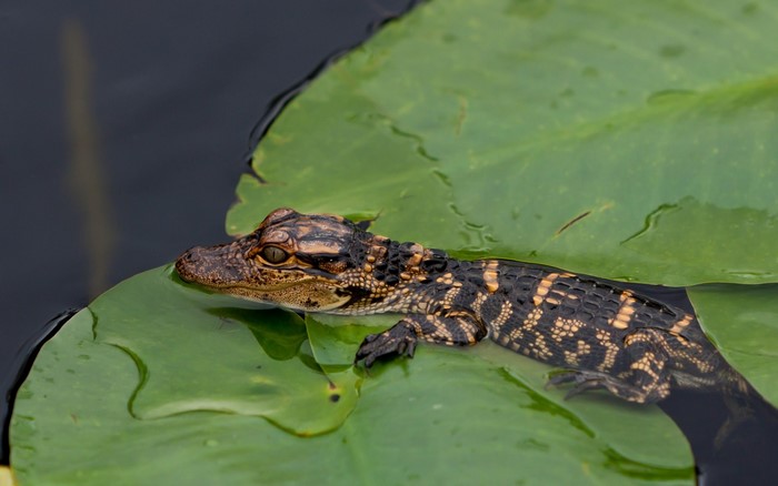 Baby alligator on a lily pad