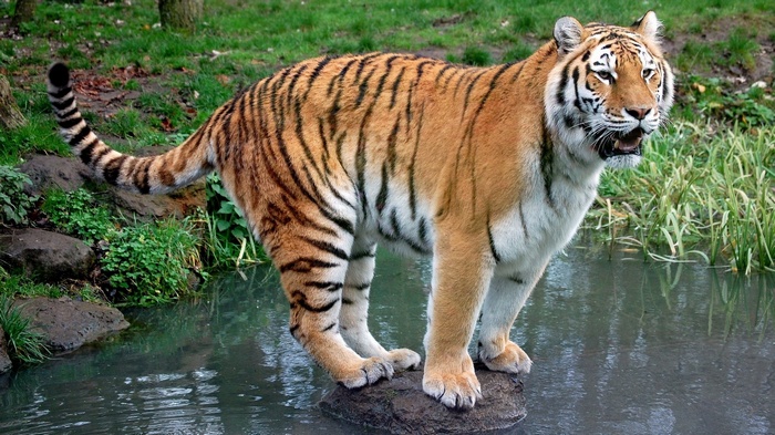Tiger standing on a rock in water