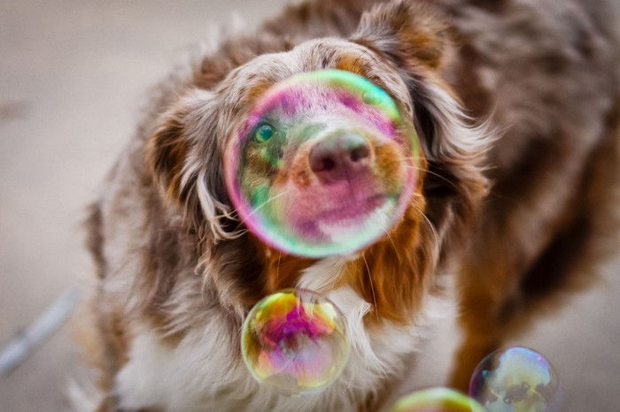 Australian Shepherd dog playing with bubbles