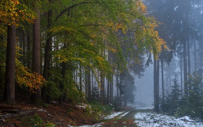 Misty Forest Path with Autumn Leaves and Snow