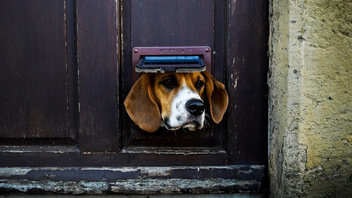 Beagle dog peeking through a cat flap in a wooden door