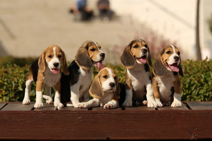 Five Beagle puppies sitting on a wooden bench outdoors