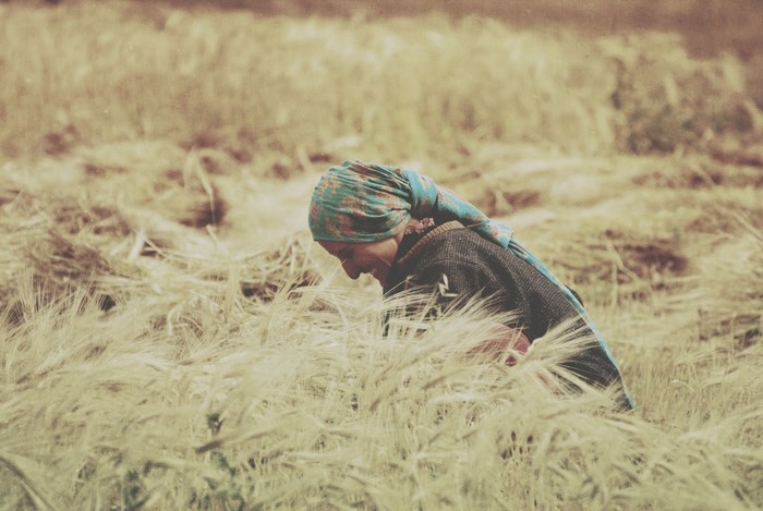 Woman harvesting wheat in a field