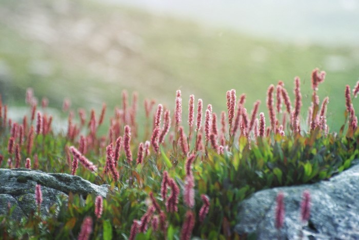 Pink wildflowers growing on rocks with shallow depth of field