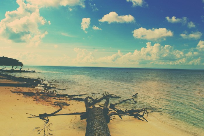 Fallen tree on a sandy beach with the ocean and sky