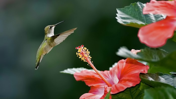 Hummingbird feeding on a red hibiscus flower