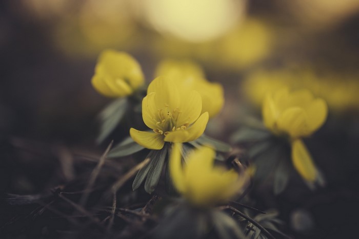 Close-up of yellow wildflowers in soft sunlight