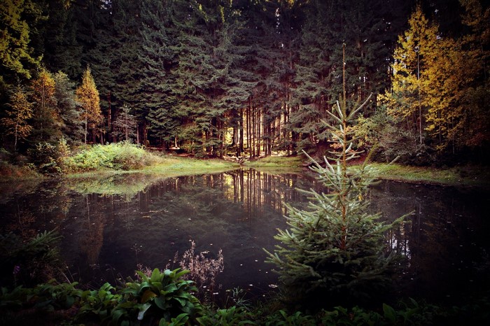 Forest lake with reflections and a young fir tree