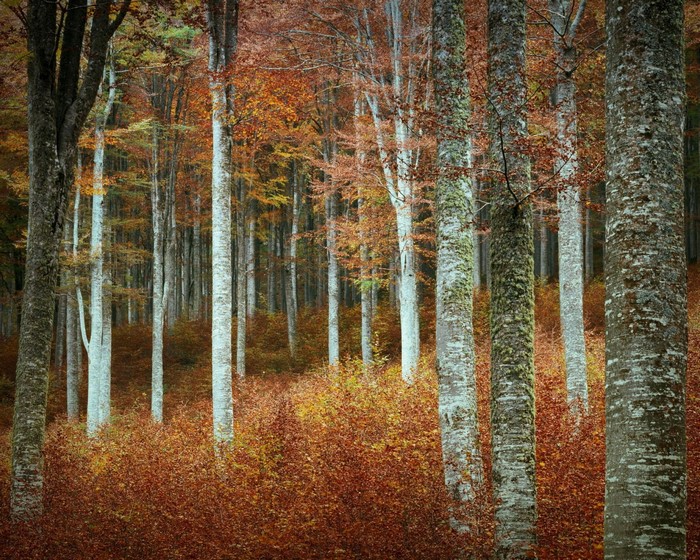 Autumn forest with tall trees and fallen leaves