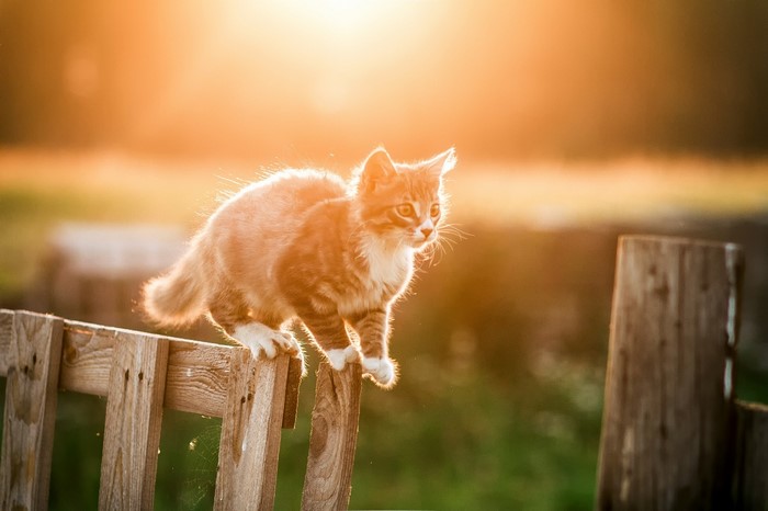 Kitten on a wooden fence in golden hour sunlight