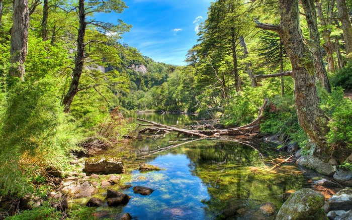 Forest landscape with a river and fallen trees