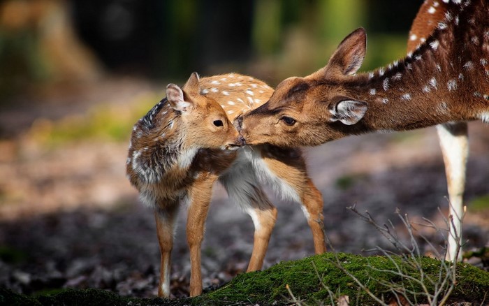 Tender Moment Between Mother and Baby Deer