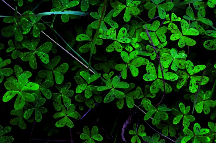 Green clover plants with dark spots