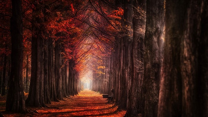 Autumn forest path with red leaves and mist