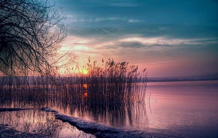 Sunset over a lake with reeds and a tree