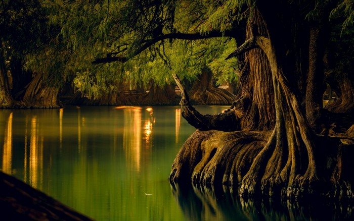 Ancient cypress trees reflected in calm water at dawn