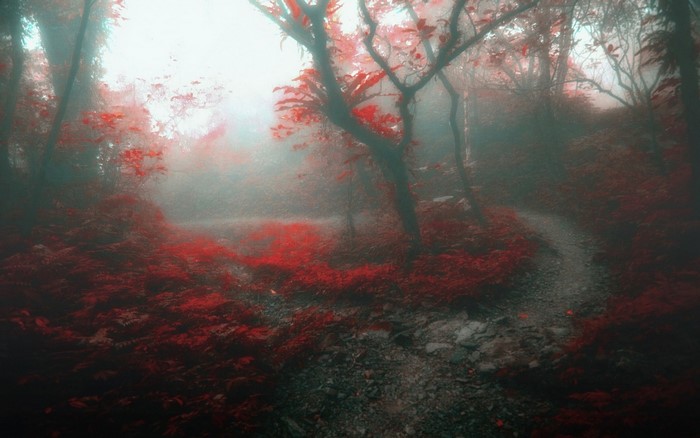 Misty Autumn Forest Path with Red Leaves