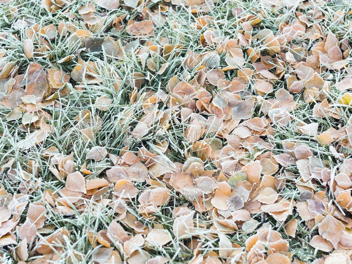 Frosty autumn leaves on grass