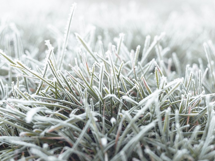 Close up of frosted grass in winter