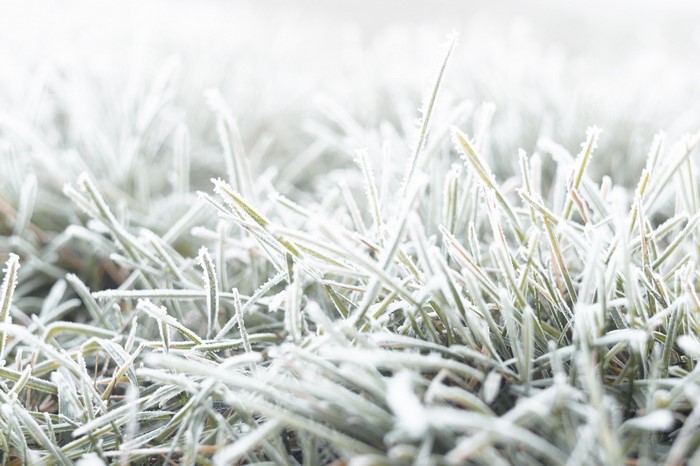 Frosty grass blades in a winter landscape