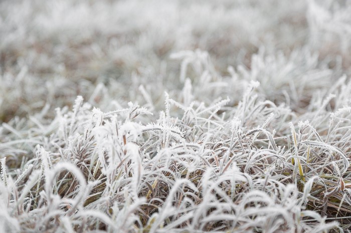 Frost covered grass in a field