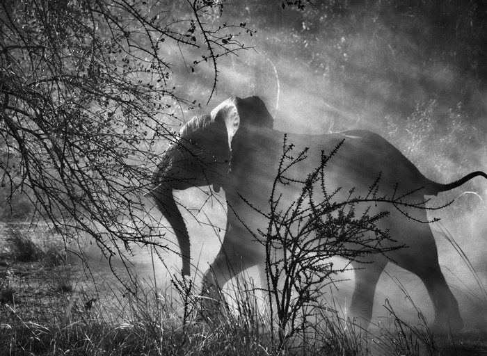 Elephant walking through dust and trees in black and white
