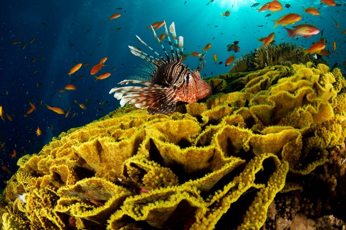 Lionfish on a yellow coral reef with small fish