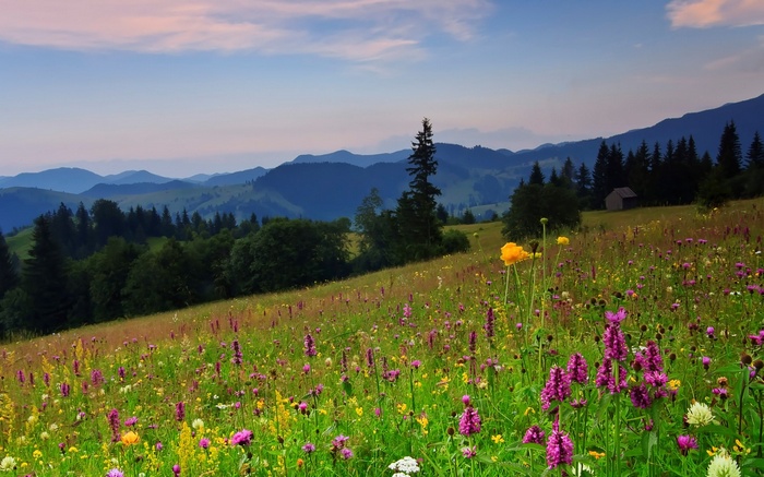 Wildflower meadow on a mountain slope