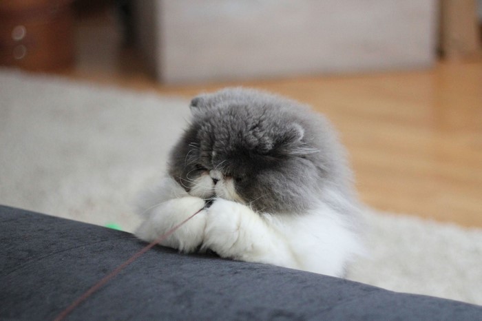 Fluffy Persian cat playing with a string