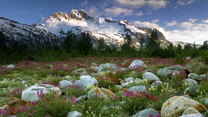 Snow-capped mountains overlooking a field of wildflowers and rocks