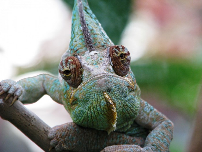 Close up of a chameleon on a branch