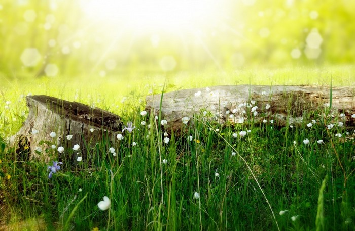 Sunlight filtering through a meadow with a tree stump and fallen log