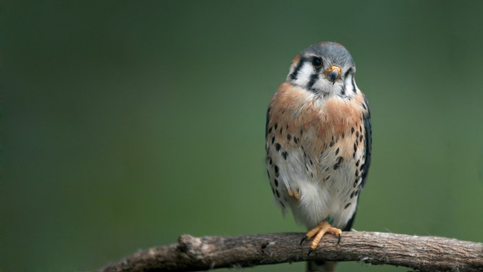 American Kestrel perched on a branch