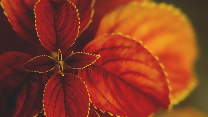 Close up of red and orange coleus leaves with yellow edges