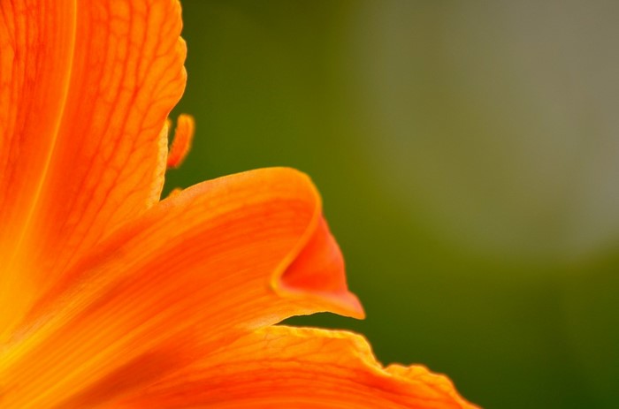 Close-up of an orange lily petal with green background