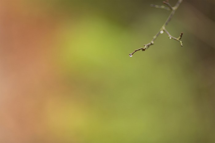 Close-up of a wet branch with water droplets