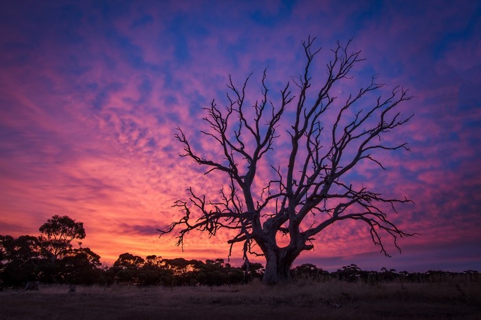 Silhouette of a dead tree against a vibrant sunset sky