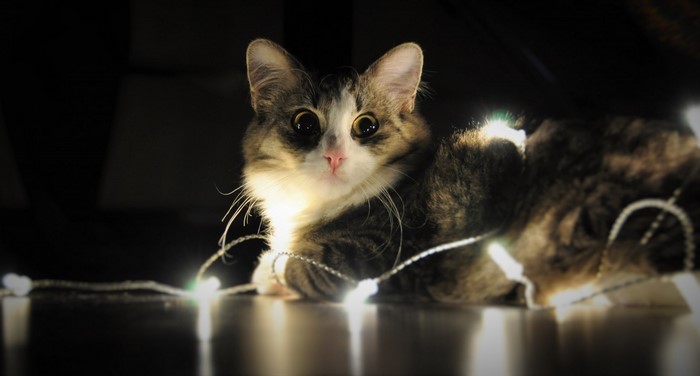 Kitten with Christmas lights