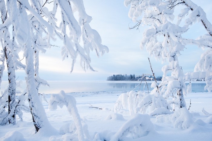 Snow-covered trees by a frozen lake in winter