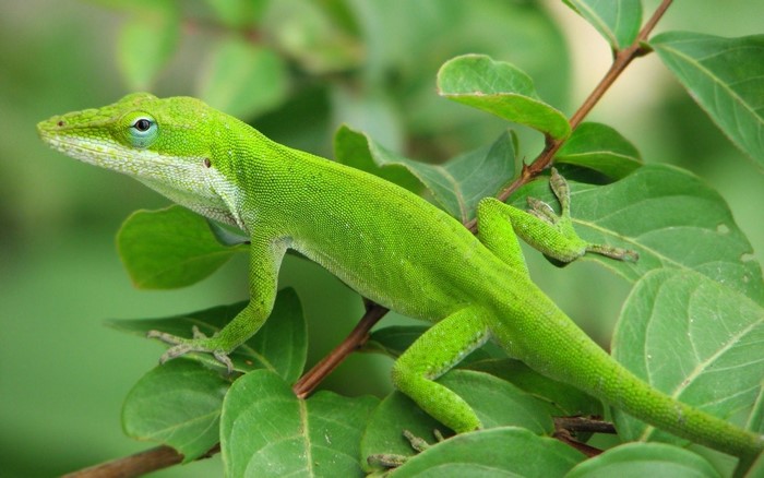 Vibrant Green Anole Lizard on Leafy Branch